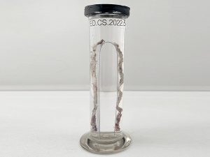 Pelvic mesh Pelvic mesh inside a tube